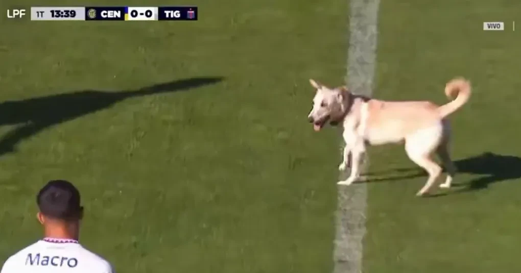 Cachorro invade o campo, dribla seguranças e interrompe jogo na Argentina | CNN Brasil