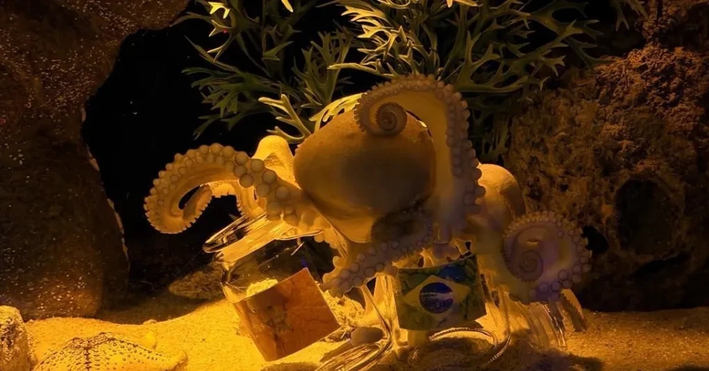 Polvo Úrsula em tanque do Oceanic Aquarium em Balneário Camboriú
